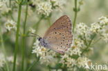 Pimpernelblauwtje (Maculinea teleius) 