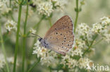Scarce Large Blue (Maculinea teleius)