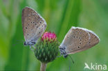 Pimpernelblauwtje (Maculinea teleius) 