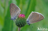 Scarce Large Blue (Maculinea teleius)