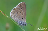 Scarce Large Blue (Maculinea teleius)