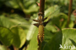 Platbuik (Libellula depressa)