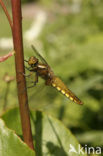 Platbuik (Libellula depressa)