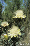 Protea kilimandscharica