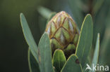 Protea kilimandscharica