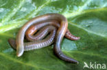 Regenworm (Dendrobaena veneta)