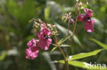 Reuzenbalsemien (Impatiens glandulifera)