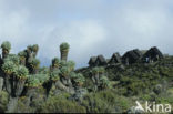 Reuzenkruiskruid (Senecio kilimanjari)