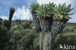 giant senecio