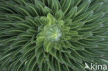 giant senecio