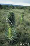 Reuzenlobelia (Lobelia deckenii)