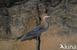 Goliath heron (Ardea goliath)