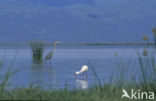 Goliath heron (Ardea goliath)