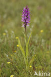 Rietorchis (Dactylorhiza praetermissa)