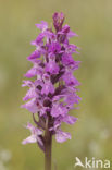 Rietorchis (Dactylorhiza praetermissa)