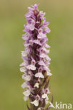 Rietorchis (Dactylorhiza praetermissa)