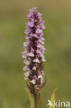 Rietorchis (Dactylorhiza praetermissa)