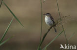 Sedge Warbler (Acrocephalus schoenobaenus)