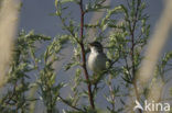 Sedge Warbler (Acrocephalus schoenobaenus)