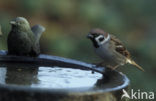 Eurasian Tree Sparrow (Passer montanus)