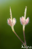 Robert geranium (Geranium robertianum)