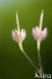 Robertskruid (Geranium robertianum)