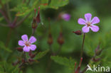 Robert geranium (Geranium robertianum)