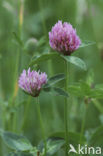 Rode klaver (Trifolium pratense)