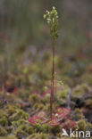 Round-leaved Sundew (Drosera rotundifolia)