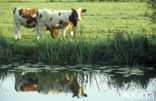 red-and-white Cow (Bos domesticus)