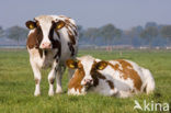 red-and-white Cow (Bos domesticus)