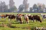 Roodbonte MRIJ Koe (Bos domesticus)