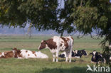 red-and-white Cow (Bos domesticus)