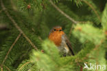 European Robin (Erithacus rubecula)