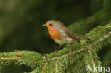 European Robin (Erithacus rubecula)