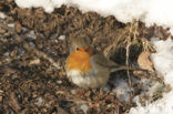 European Robin (Erithacus rubecula)