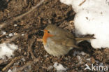 European Robin (Erithacus rubecula)