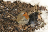 European Robin (Erithacus rubecula)