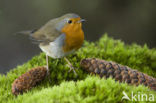 European Robin (Erithacus rubecula)