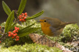 European Robin (Erithacus rubecula)