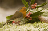 European Robin (Erithacus rubecula)