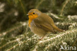 European Robin (Erithacus rubecula)