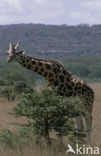 Rothschild’s Giraffe (Giraffa camelopardalis rothschildi)