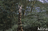 Rothschild’s Giraffe (Giraffa camelopardalis rothschildi)