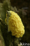 Scrambled egg slime (Fuligo septica)