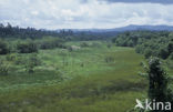 Saiwa Swamp National park