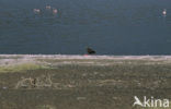 Tawny Eagle (Aquila rapax)