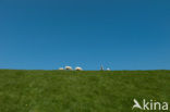 Sheep (Ovis domesticus)