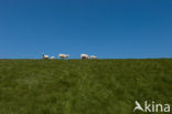 Sheep (Ovis domesticus)