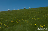 Sheep (Ovis domesticus)